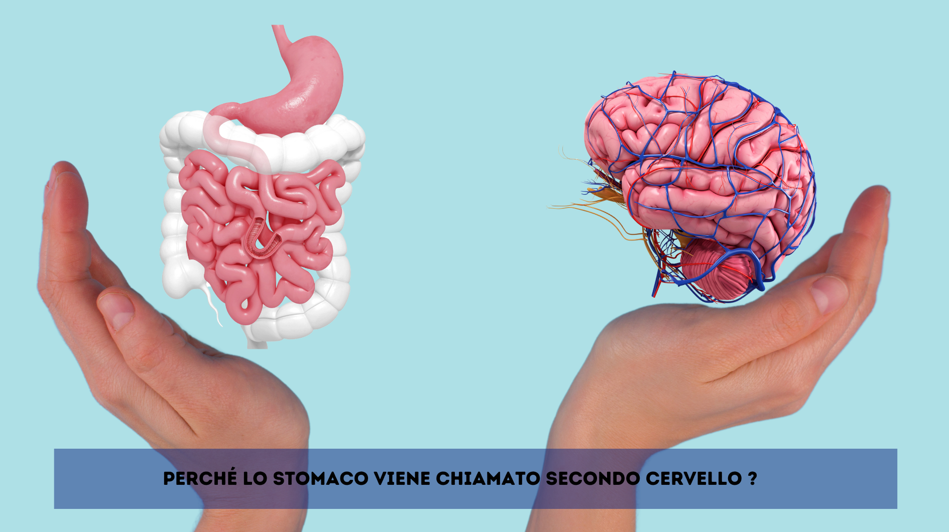 Perché lo stomaco viene chiamato secondo cervello?